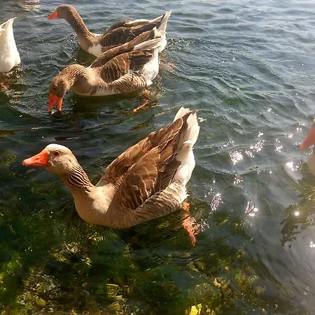 Tatil Apart شقة فندقية اكياكا